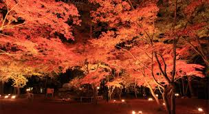 関東の紅葉の名所でライトアップが楽しめるオススメの穴場スポット8選