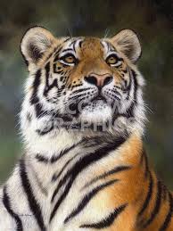 Amur Tiger Looking Up Beautiful Cats Tiger Painting Animals