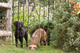 Check spelling or type a new query. Stop Your Dog Running Away Escaping Roaming Or Not Coming Back When Called