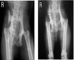 Kedilerde Pelvis Ve Kalca Ekleminin Travmatik Lezyonlarinin Klinik Ve Radyolojik Degerlendirilmesi Semantic Scholar