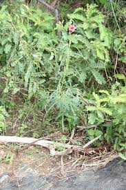 Image result for Sesamum alatum