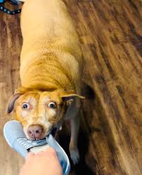 Belle is celebrating a one shoe day!