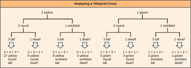 A dihybrid cross involves the crossing of just one trait. Laws Of Inheritance Biology I