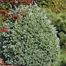 It is not a true cypress, so it is often also called 'false cypress'. Acorn Farms Search Nursery Bulk Wholesale Trees Shrubs Perennials Roses Annuals For Green Industry