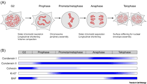 0 manfaat teks ulasan bagi pembaca dan penulis : Mitotic Chromosome Mechanics How Cells Segregate Their Genome Trends In Cell Biology