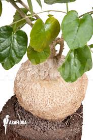 Image result for Pyrenacantha