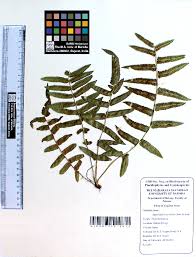 Image result for Ampelopteris