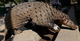 Pangolins have been turned into. Singapore Seizes Nearly 13 Tons Of Pangolin Scales Worth 38 Million Daily Sabah