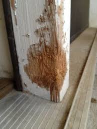 It S A Dog Eat Wall World Out There How To Repair A Dog Chewed Wall Diy Home Improvement Home Repairs Diy Home Repair