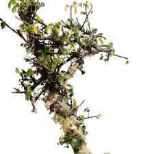 Image result for Commiphora caerulea