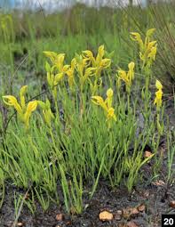 Image result for Platycoryne crocea