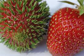 What is the dna of a strawberry? Here S Why This Picture Of A Strawberry Is Freaking People Out