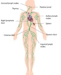 Lymph Drainage Using Sound Frequencies Lymphatic System Diagram Lymphatic System Lymphatic System Pictures