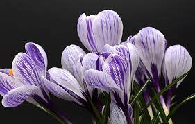 Maybe you would like to learn more about one of these? Biblical Meaning Of Flowers In A Dream