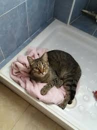 Oh You Want To Borrow My Bed To Take A Shower Now Gatti Doccia
