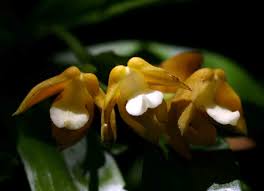 Image result for Polystachya campyloglossa