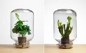 Check spelling or type a new query. Green Solutions For Low Maintenance Plant Care