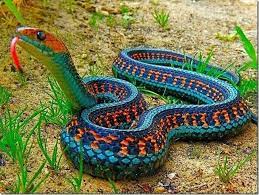 Colorful San Francisco Garter Snake Beautiful Snakes Colorful Snakes Cool Snakes
