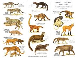 Mammals Of The Pantanal Chart Pantanal Brasil Brazil