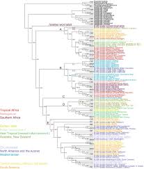 Image result for Isoetes welwitschii