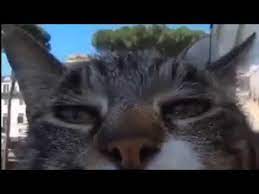Best Google Maps Memes V1 Youtube Earth Memes Cat Gif Memes