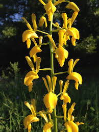 Image result for Eulophia angolensis