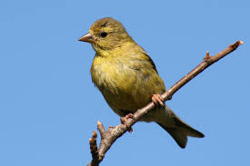 File:American Goldfinch Female (13826)-Relic38.JPG - Wikimedia Commons