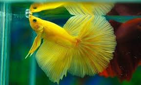 Is your betta fish bloated? 35 Different Types Of Betta Fish With Beautiful Pictures