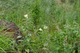 Image result for Holubia saccata