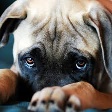 What Causes Eye Boogers In Dogs Puppy Dog Eyes Funny Dogs Puppy Eyes