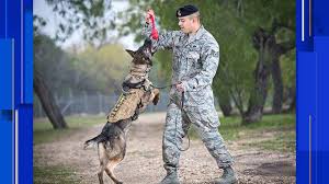 An outdoor swimming pool and a guest laundrette are also located on site. Retired Military Dogs In San Antonio Up For Adoption
