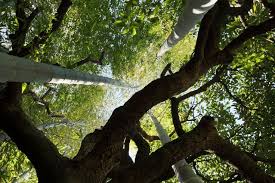 Aaron Corbeil (aaroncorbeil1)