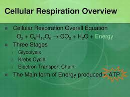 Atp And Cellular Respiration Ppt Download