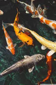 We've gathered more than 5 million images uploaded by our users and sorted them by the most popular ones. Koi Fish Wallpaper Hd Iphone 768x1152 Wallpaper Teahub Io