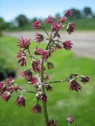 Image result for Thalictrum