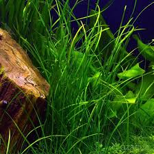 Image result for Vallisneria