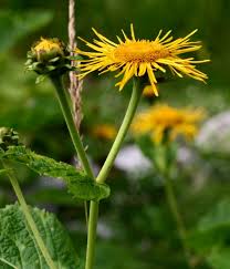Image result for Inula