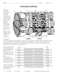The signal, an impulse called an action potential, travels through a type of nerve cell called a motor neuron. Sarcomere And Sliding Filament Theory Coloring Worksheet