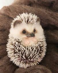 Beauty And The Beast Cute Baby Animals Cute Hedgehog Cute Animals