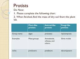 ppt protists powerpoint presentation free download id