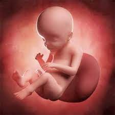 Semana 23 De Embarazo Ya Es Todo Un Bebe