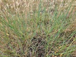 Image result for Aptosimum elongatum