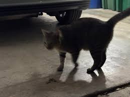 Austin Lost and Found Pets