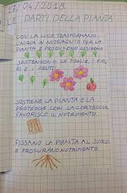Una prima nostra suddivisione di comodo differenzia due superphilum (che nel mondo vegetale vengono chiamati superdivisioni) I Segreti Delle Piante In Classe Seconda Esperienze E Suggestioni Tra Scienze E Arte 1 La Finestra Sull Albero Scienza Scienza Scuola Media Scienza Natura