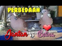 Membedakan perkutut jantan dan betina. Cara Membedakan Jantan Dan Betina Youtube