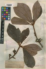 Image result for Actinodaphne