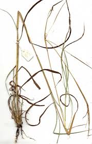 Image result for Diheteropogon filifolius
