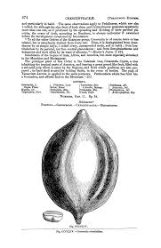Image result for Diclis ovata