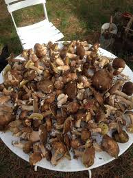 Cèpe est un nom vernaculaire ambigu en français, pouvant désigner plusieurs espèces différentes de champignons. Les Cepes Sont En Montagne Noire Aude Carcassonne Fournes Cabardes Le Petit Journal