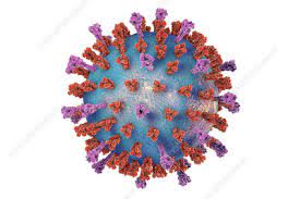 Your doctor may suspect respiratory syncytial virus based on the findings of a physical exam and the time of year the symptoms occur. Rs Virus Search Science Photo Library